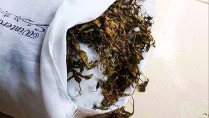 cách làm gối đinh lăng